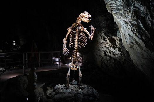 Dinosaur skeleton attraction in Herrmann’s Cave with LED show cave lighting